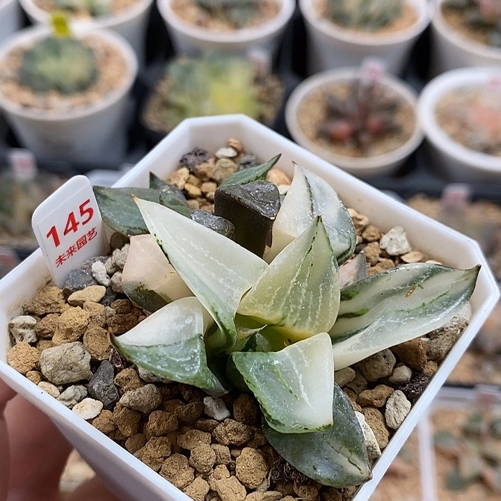 145裹斑若寿锦一物一拍