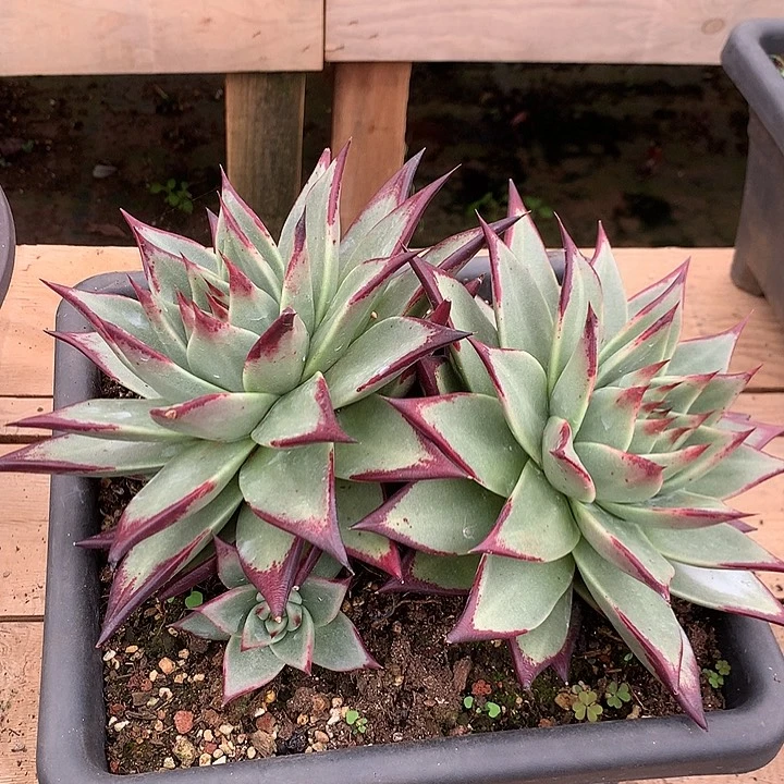 美肉特价活动开始啦