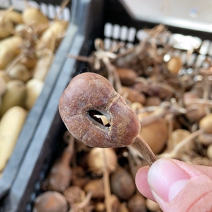 兰***月f g g h j j j k k