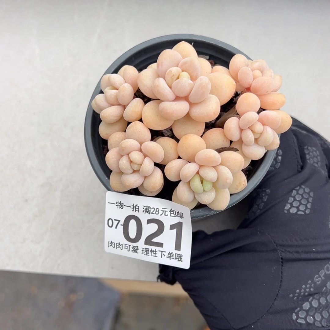 奶白糖多肉多肉多肉多肉多肉多肉