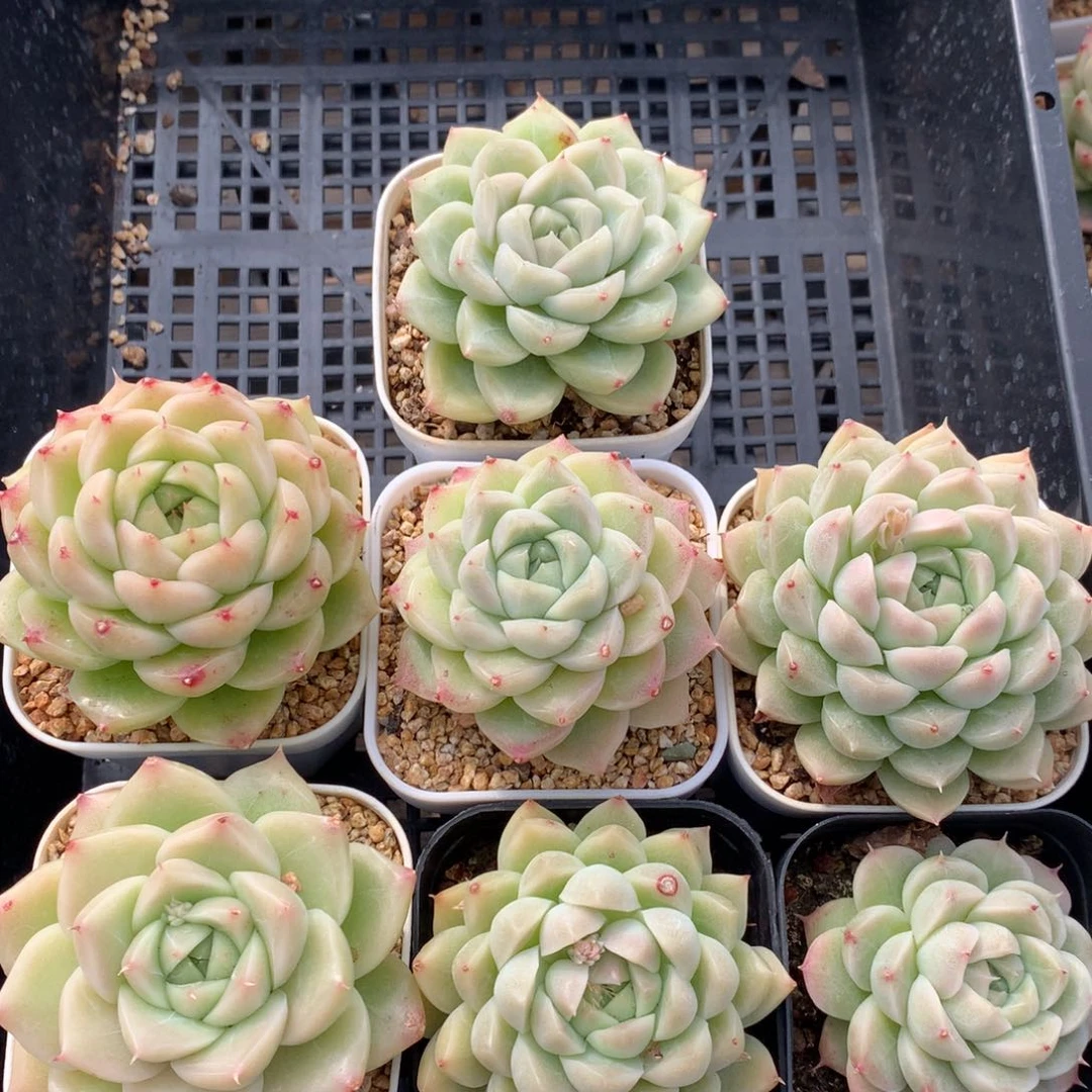 0203-83 麦杆优选