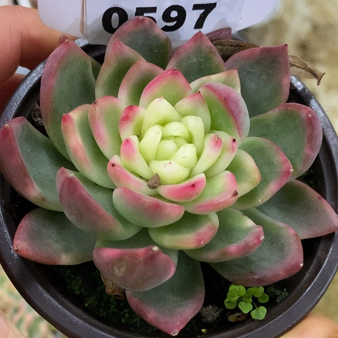 597东云杂哈哈哈哈哈哈