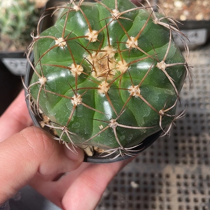 959仙人球开花植物
