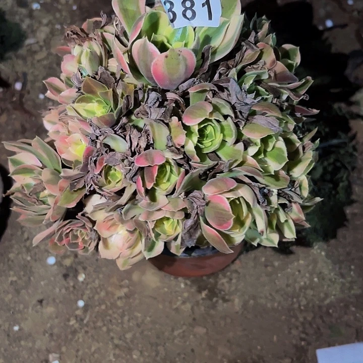 381糖果菊多肉植物