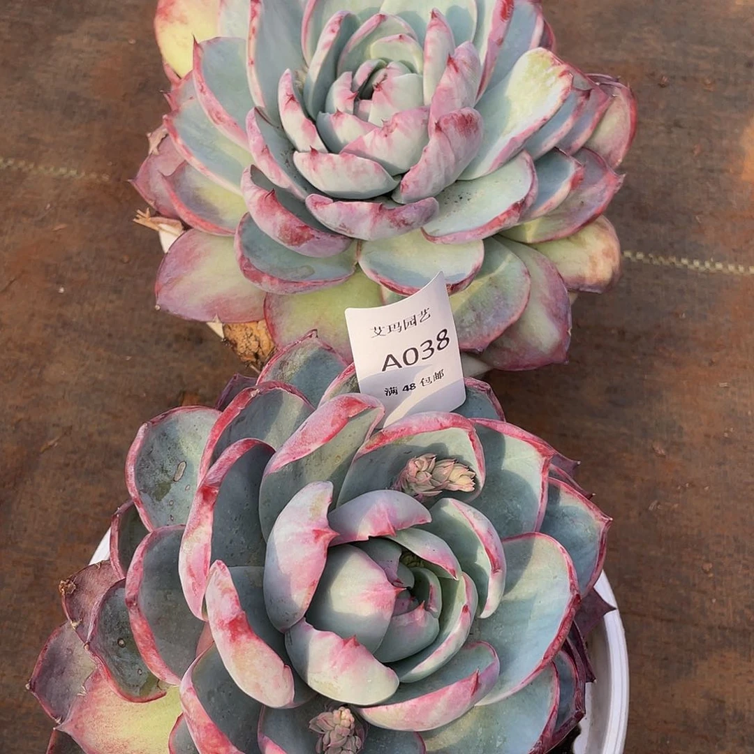 惊鸿两颗006、038