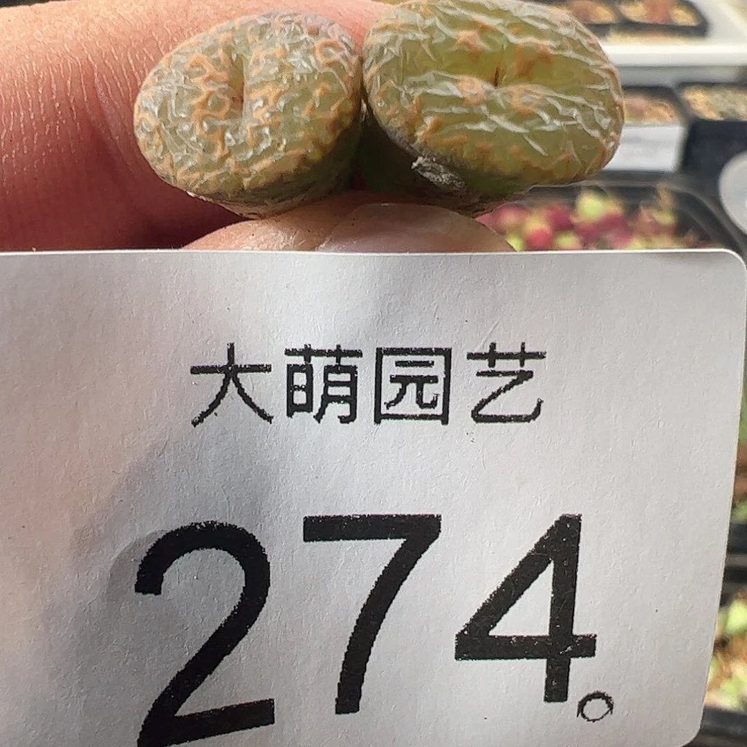 一物一拍。       274