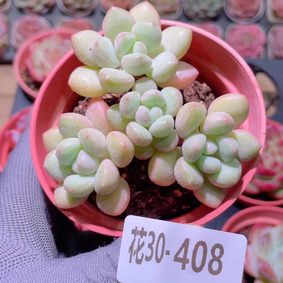 花利美30-408泡泡糖