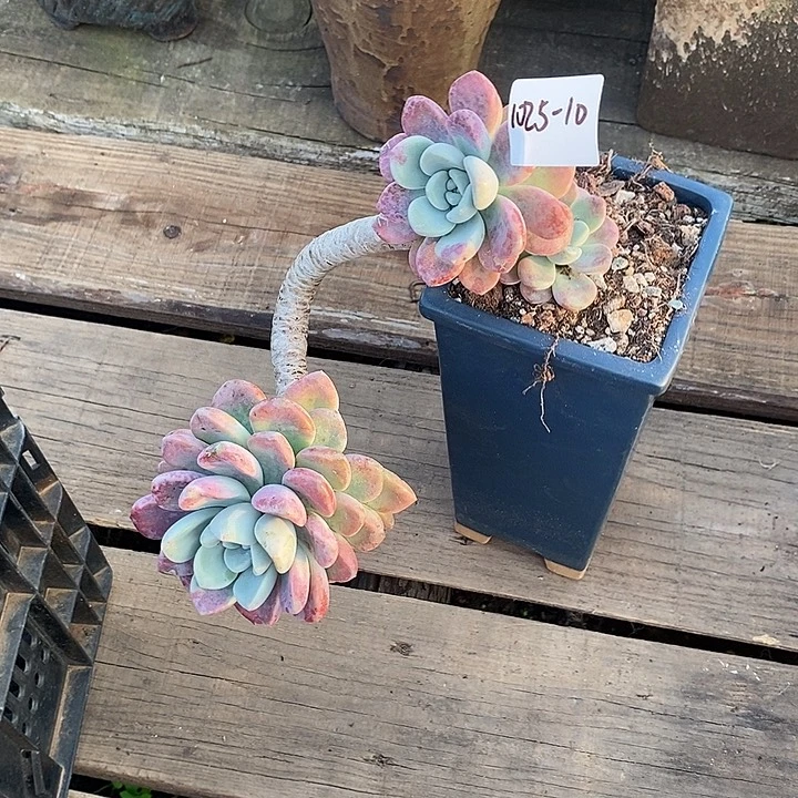 向****多肉植物花瓣鹿1025-10