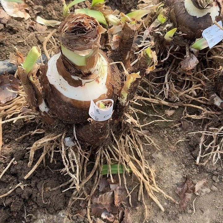 杂交白肋坨9号开花无售后