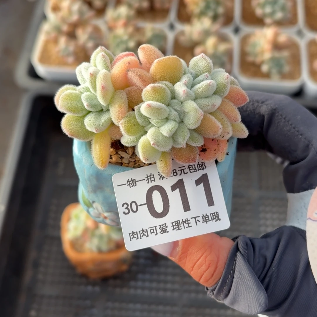 雪晃星缀无盆土发货