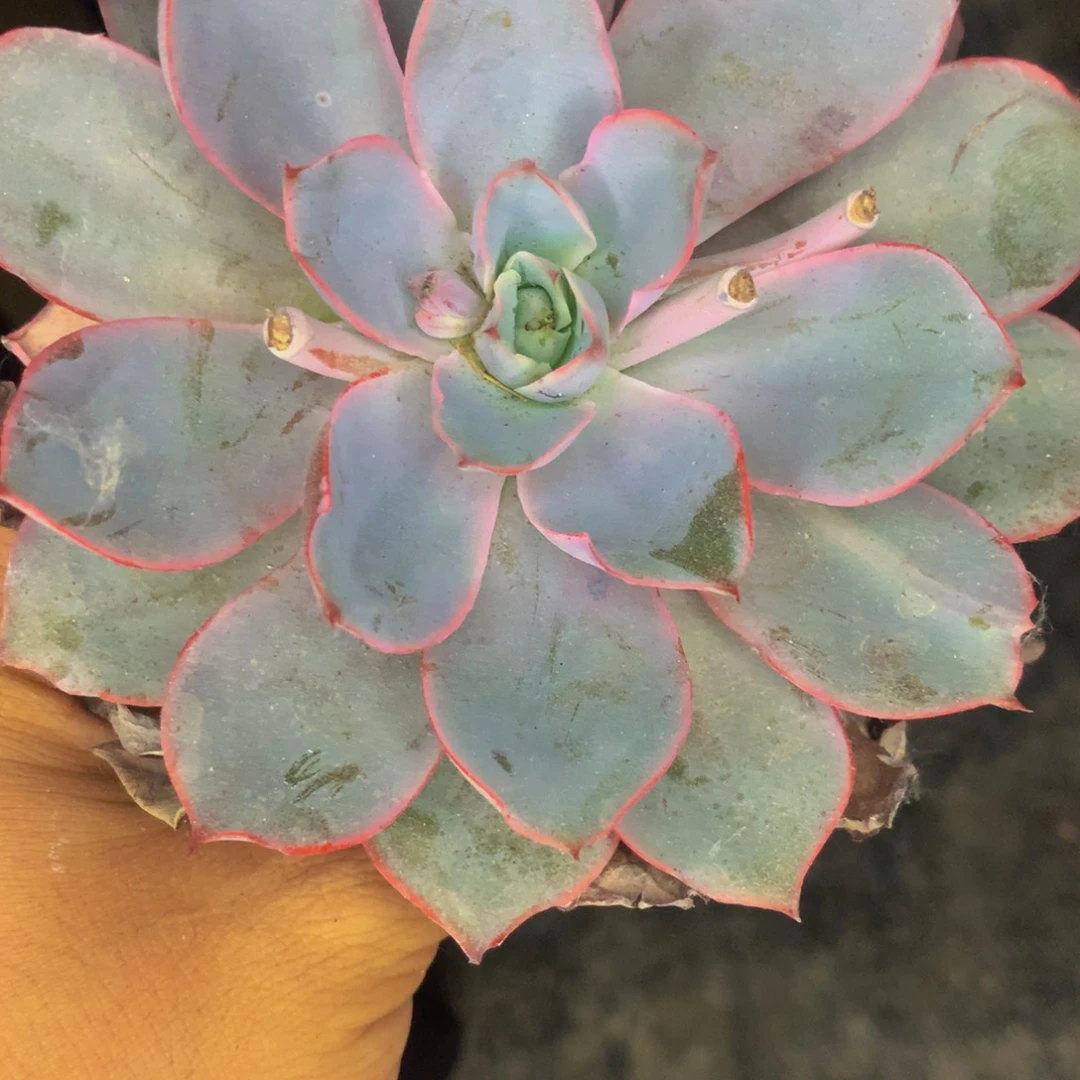 赫拉  （满9.99包邮不满9.99发叶子）