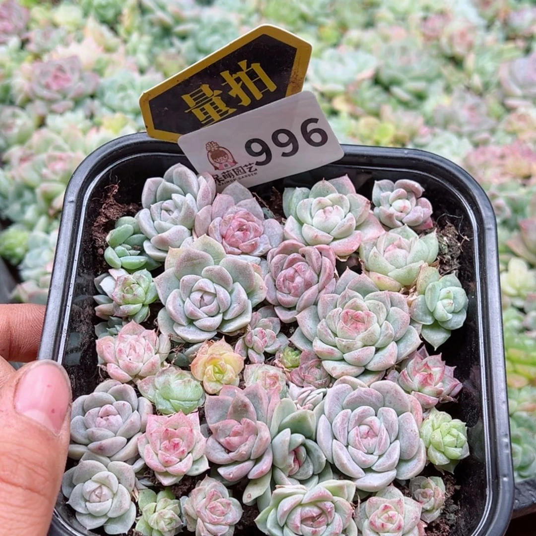 多肉植物多肉植物