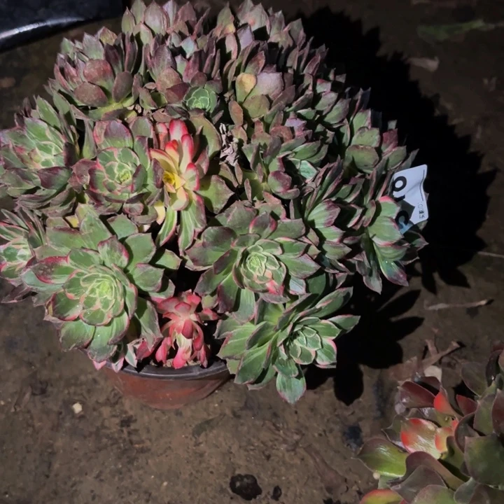 518万花筒多肉植物不售后