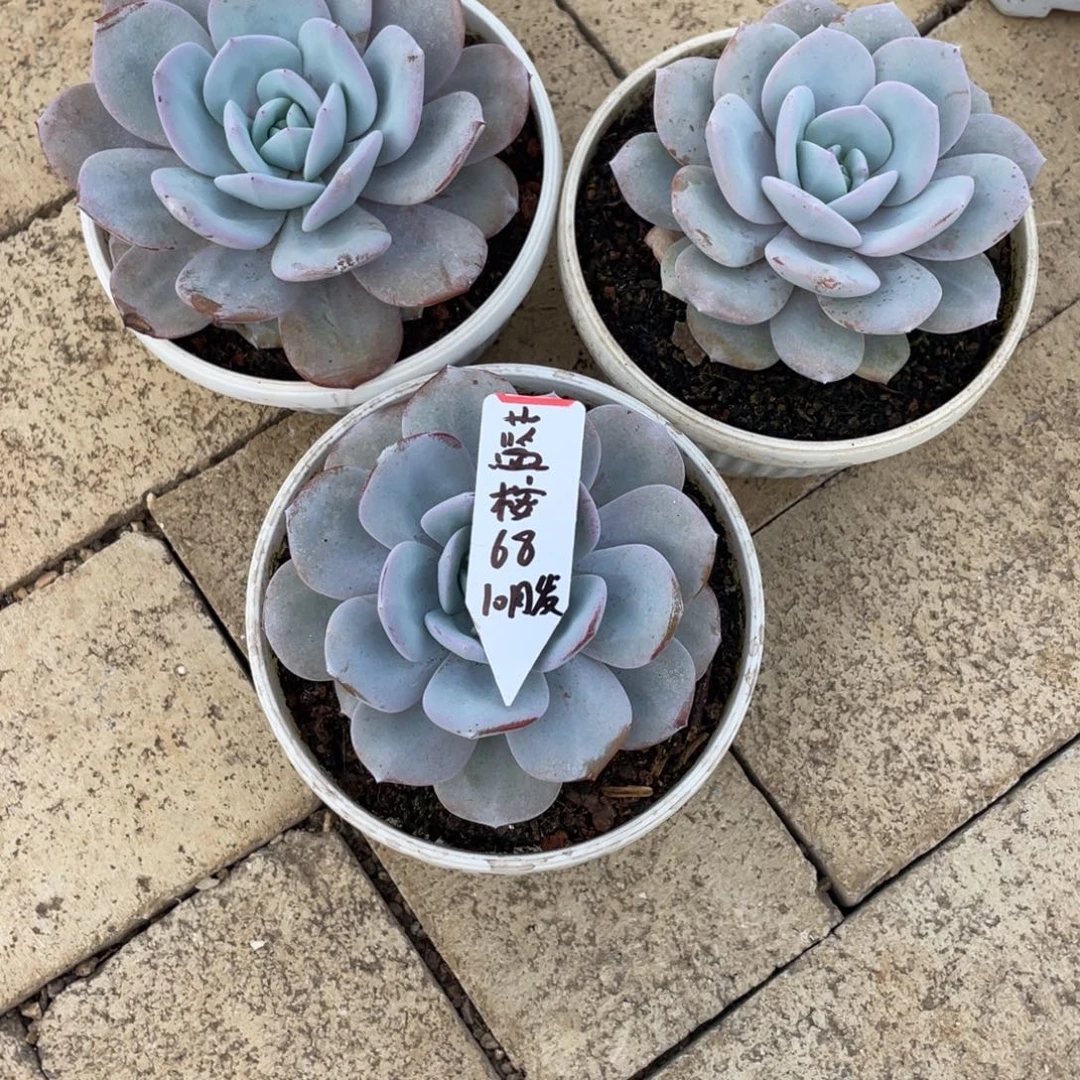蓝***：蓝桉68 10月发货。