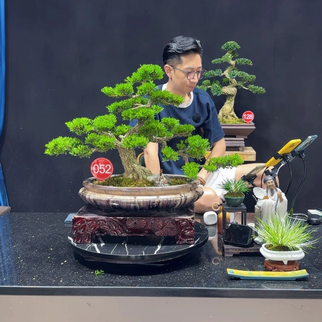 无花朵黄杨室内室外盆景艺术