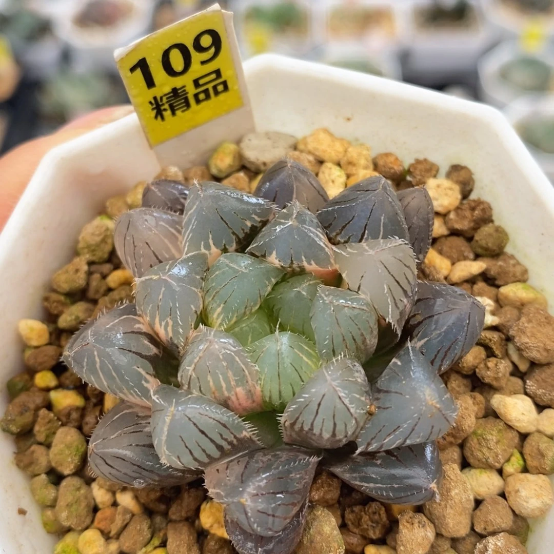 不开花植物109赤线