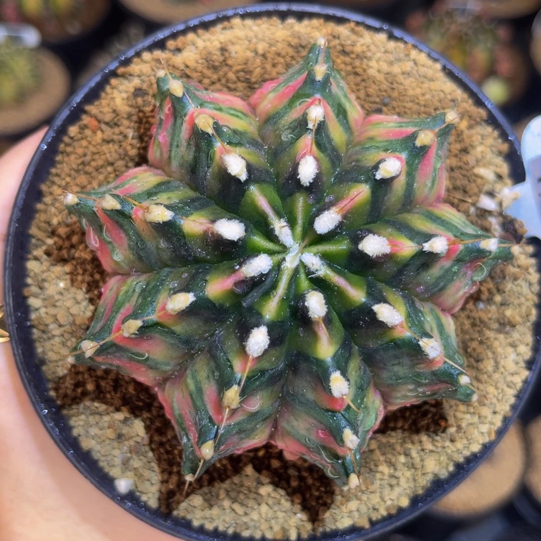 乌贼实生 米哈仙人球