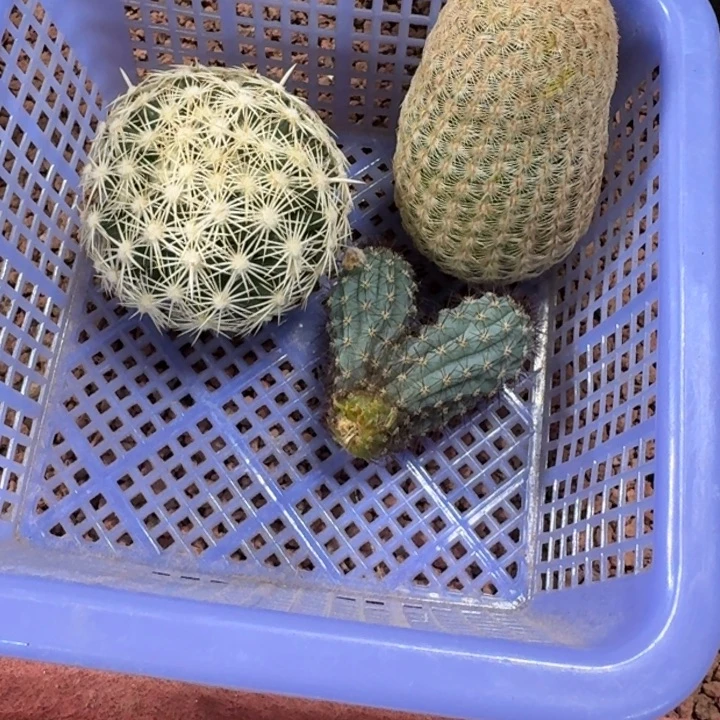 框拍福利15微瑕疵，不退不换