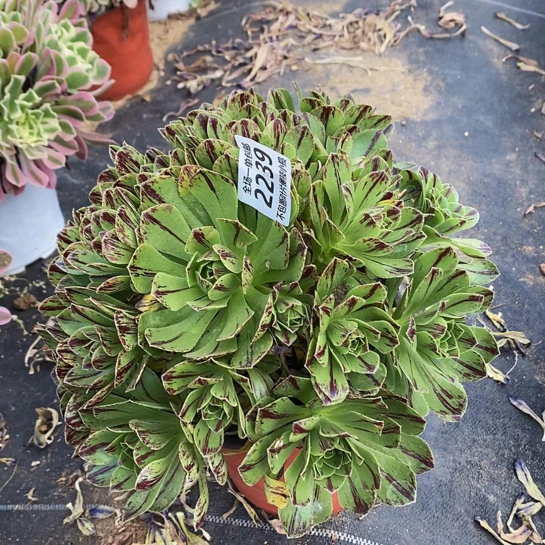 2239碧火多肉法师锦