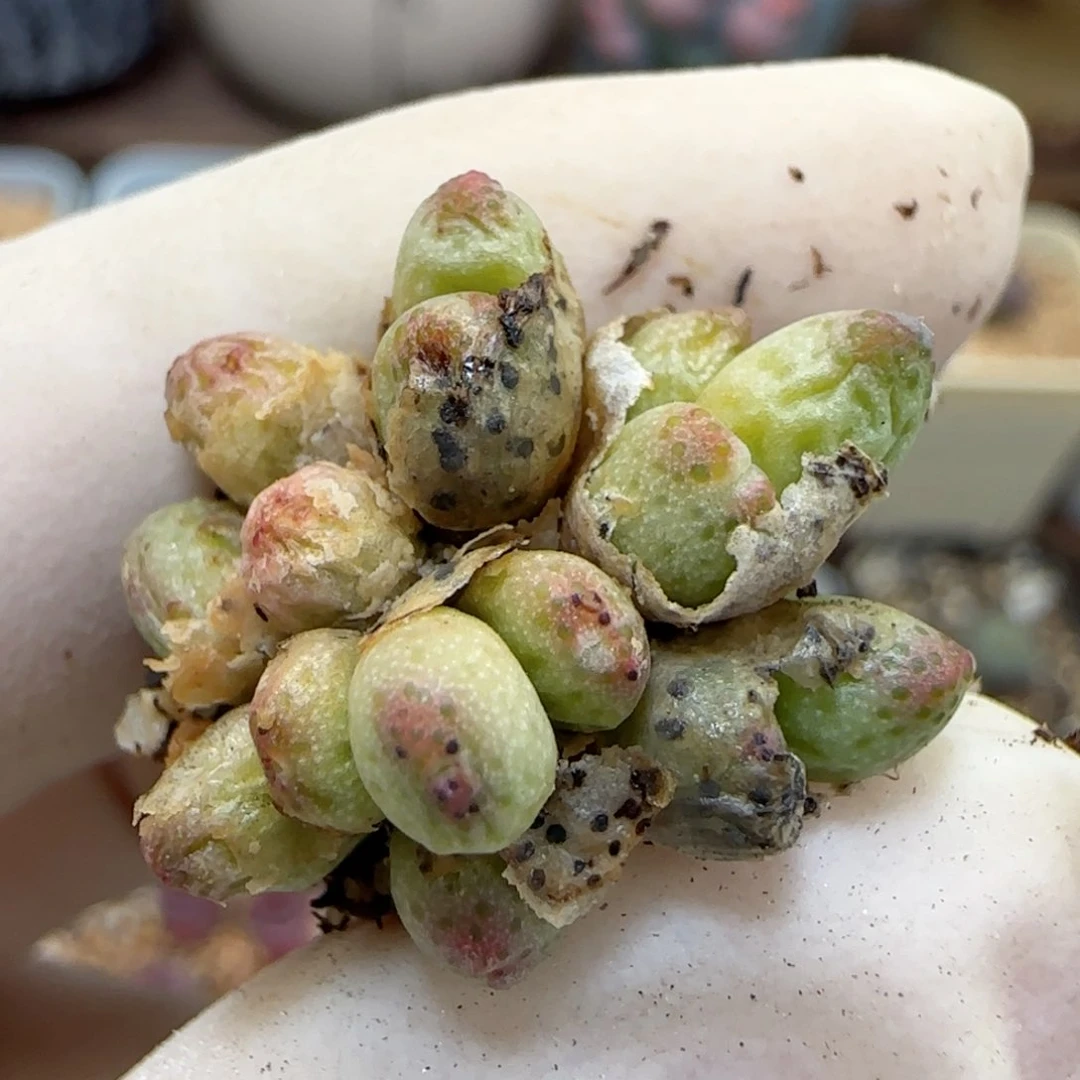 531龙猫斑马福利