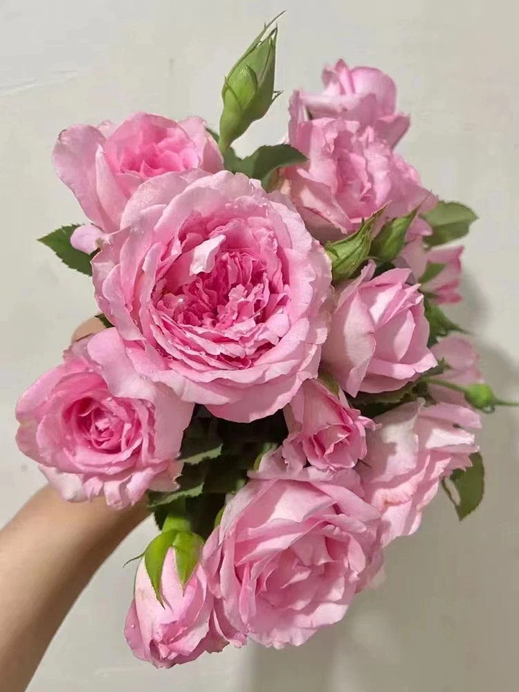 绊中苗浓香月季灌木