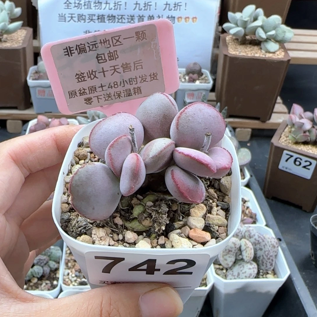 742白肌红蛋多肉