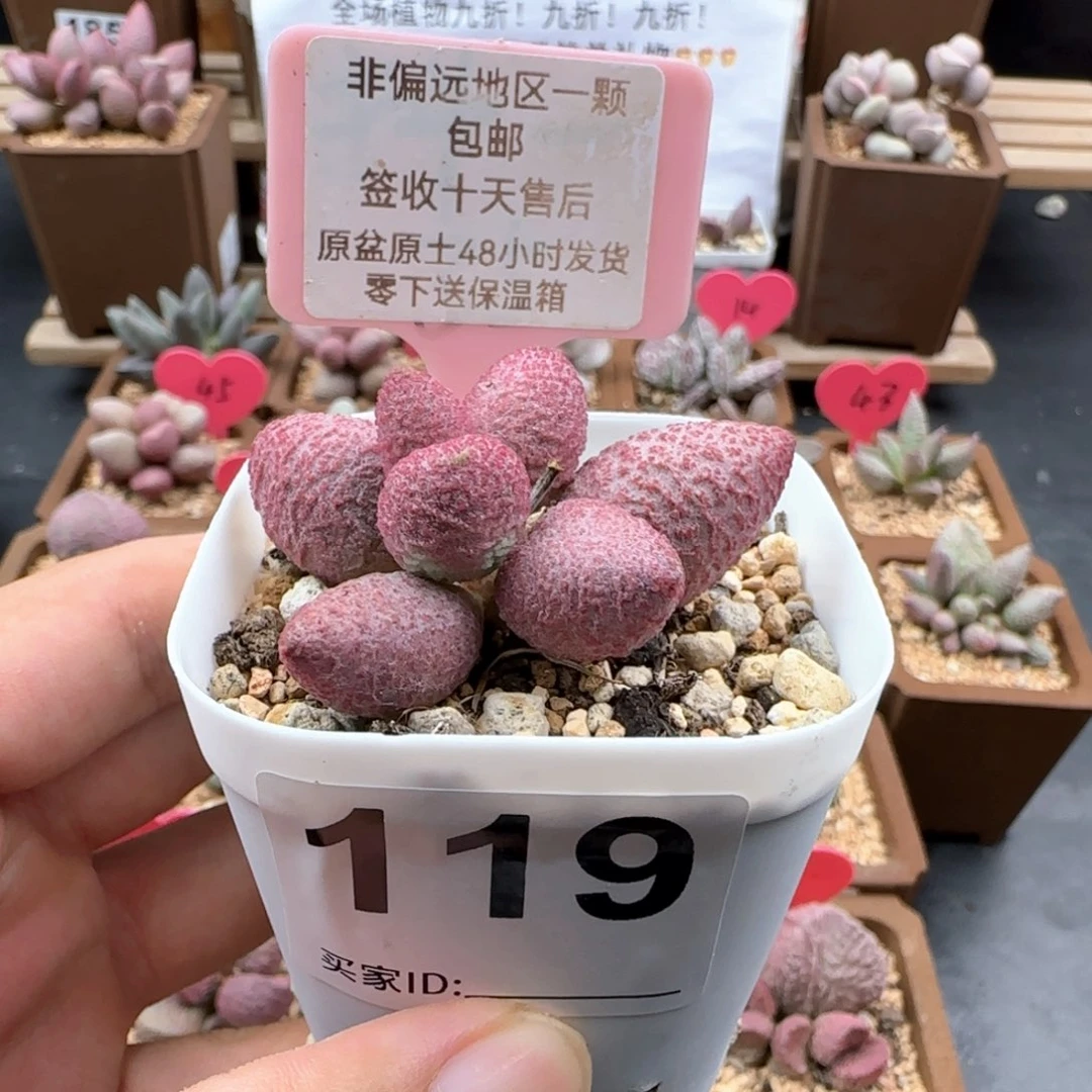 119糖果多肉植物