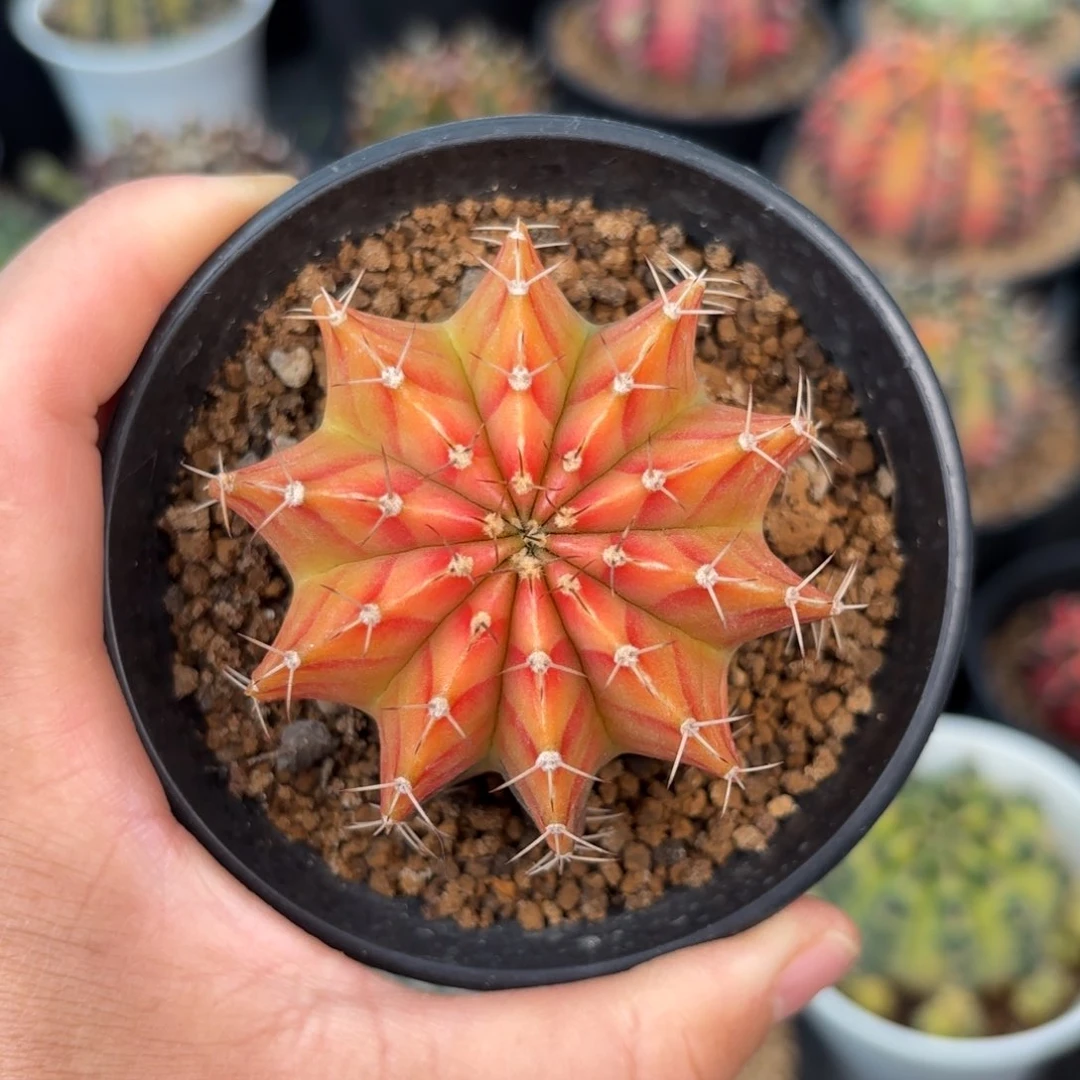 泰系实生米哈仙人球400