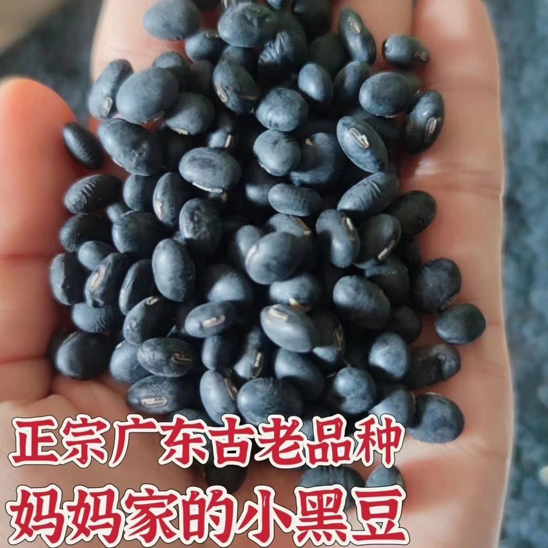 【黑豆】广东本地农家黑豆农户自种老品种非转基因五谷杂粮