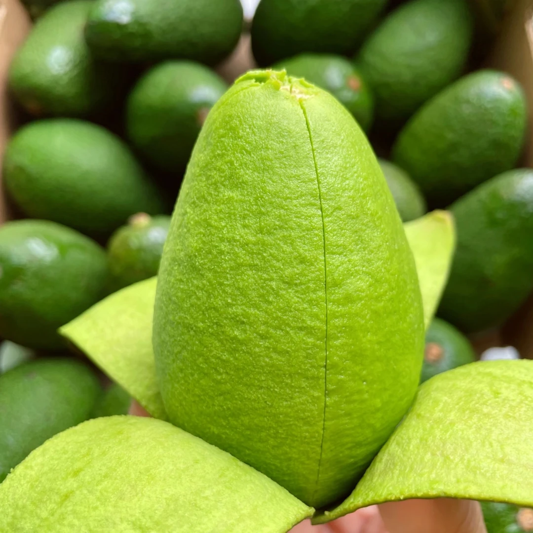 【进口仓直发】秘鲁哈斯牛油果170-200g巨无霸大果王新鲜南美鳄梨