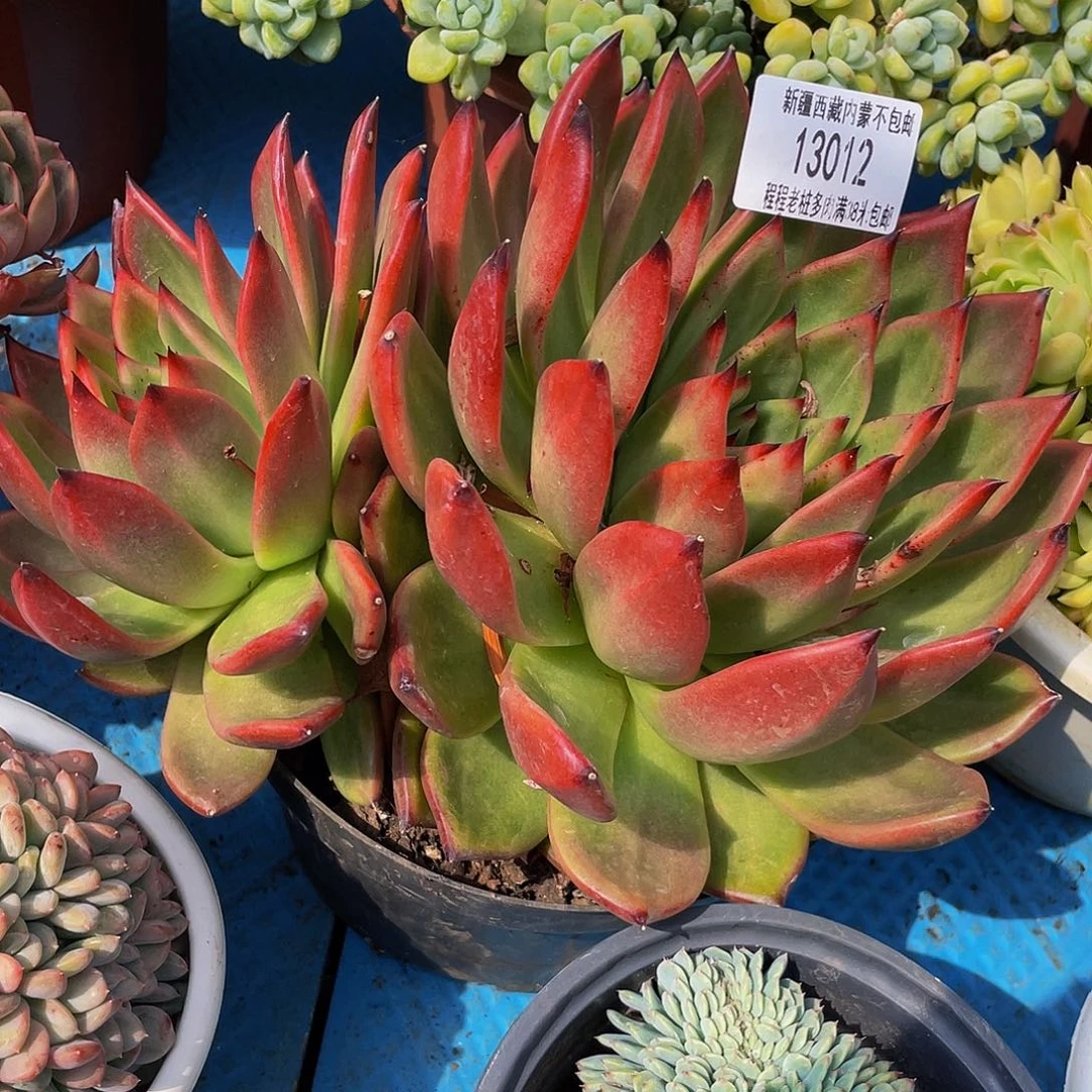 㞢*&弗兰克13012多肉