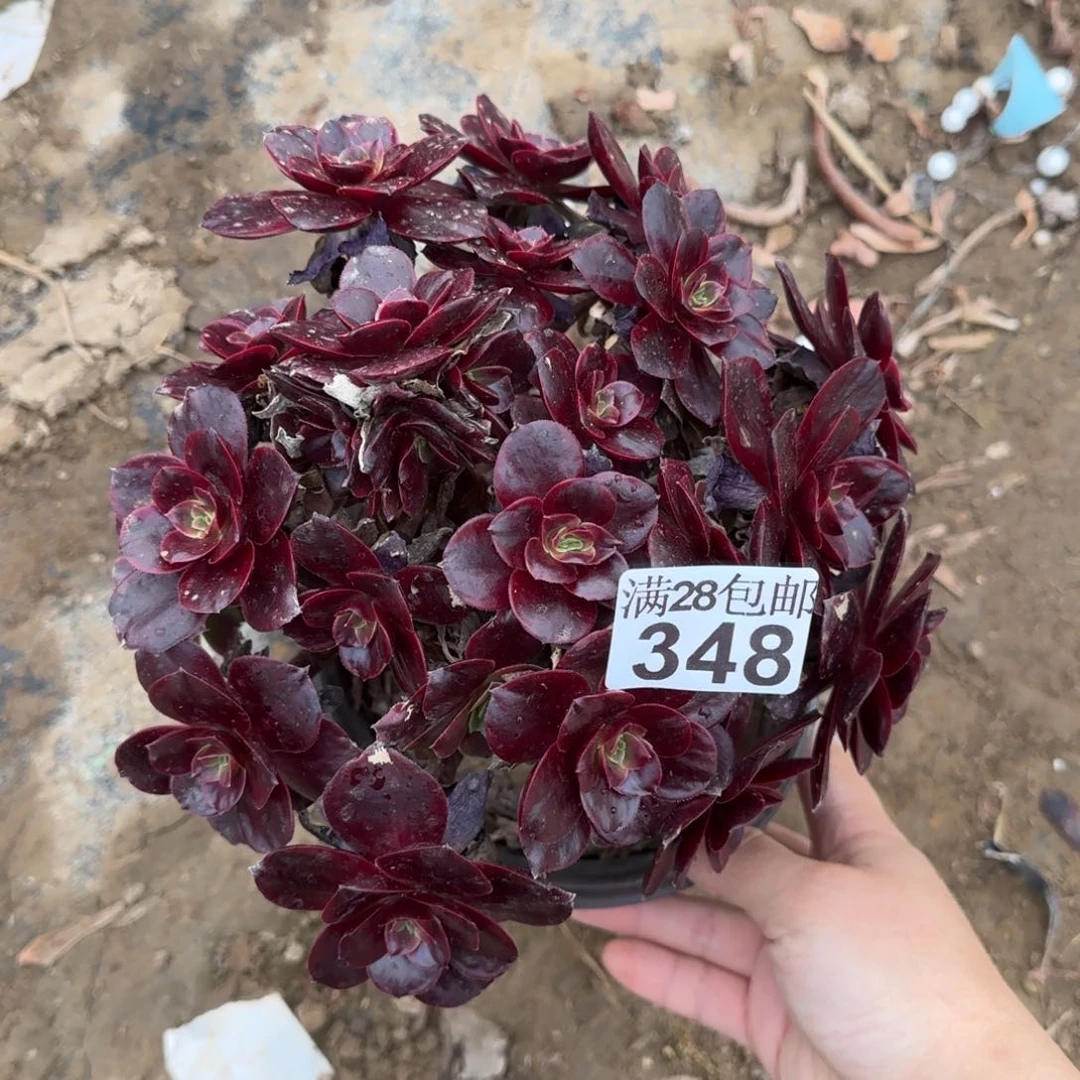 红豆多肉348满28包邮断枝不包