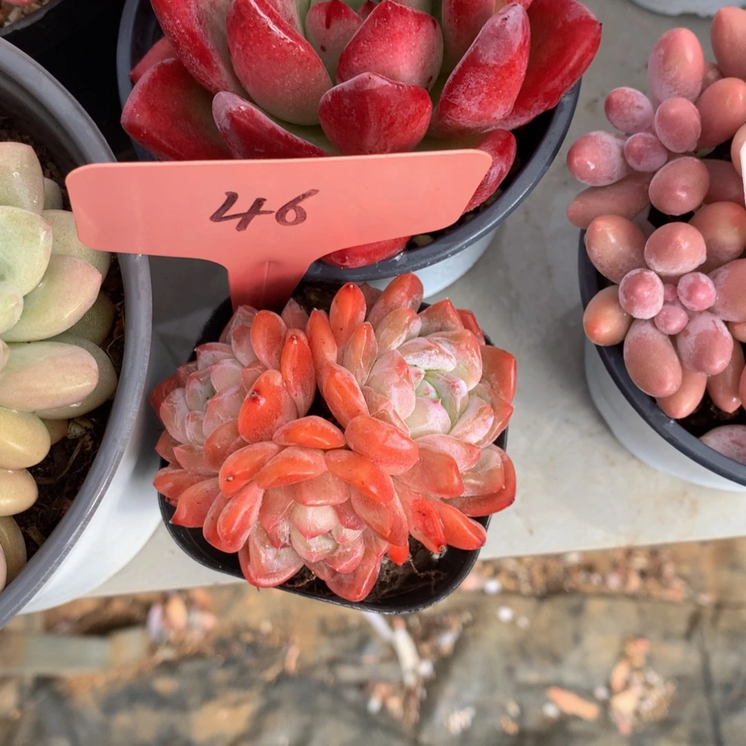 冰皮77272727272727