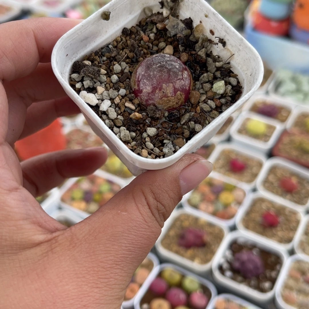 482多肉植物生长