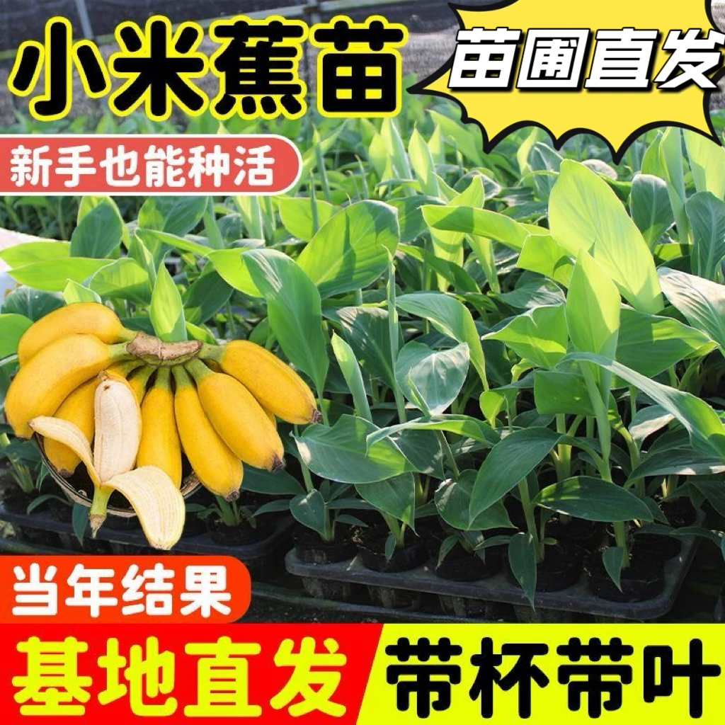 【广西精选】香蕉王果树苗组合庭院果树苗矮化耐寒盆栽地栽南北方