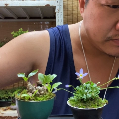 红陶一物一拍所见即所得63