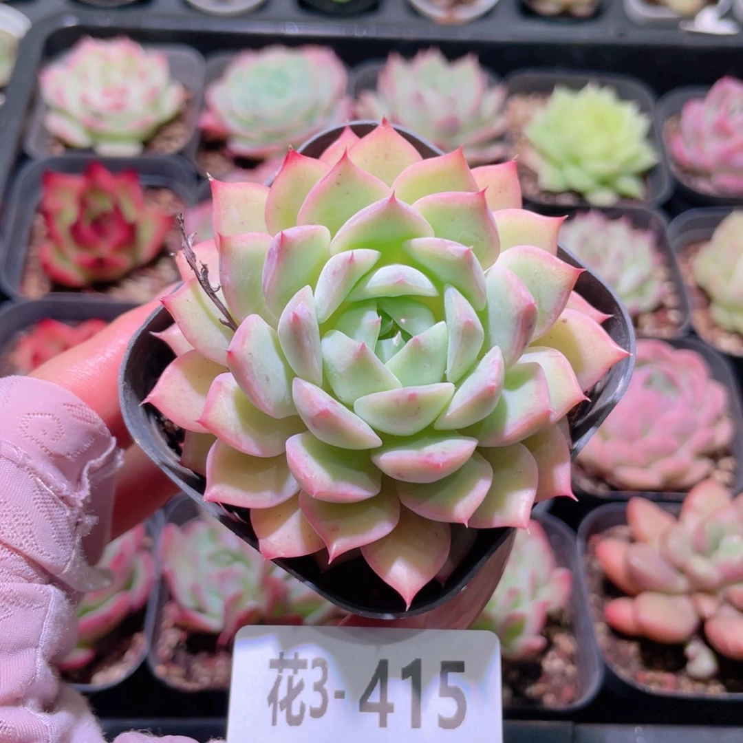 花利美3-415蒂比单头