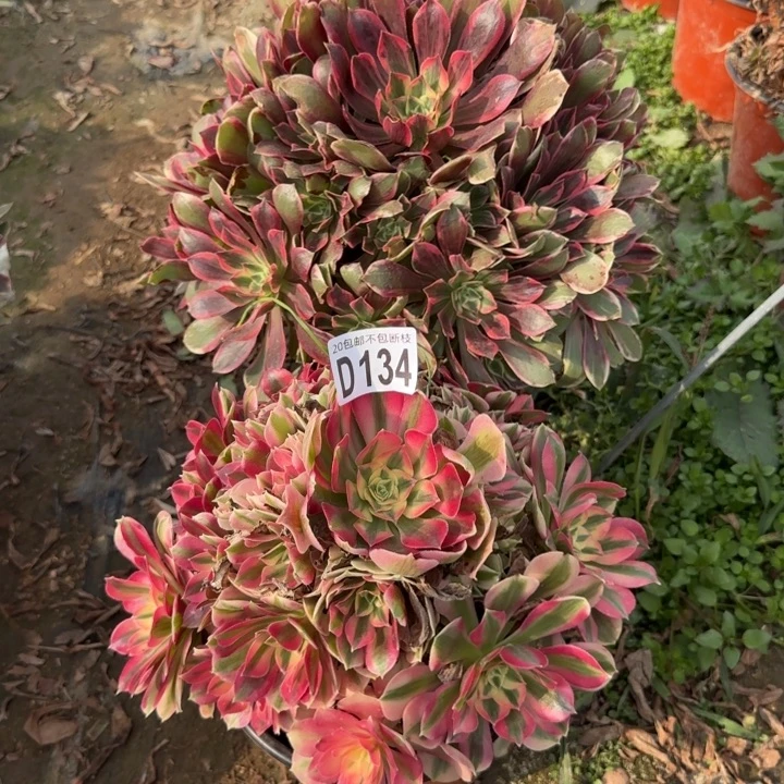 2颗……134号……多肉植物……