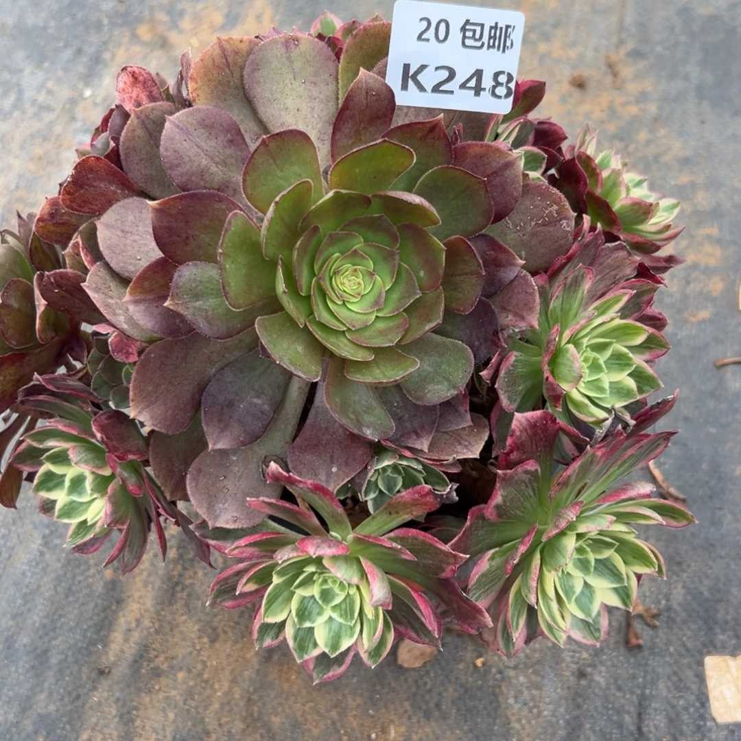 248水蜜桃，满20包邮