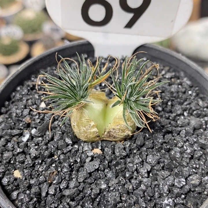 瞎****子专拍69号迷你海葱