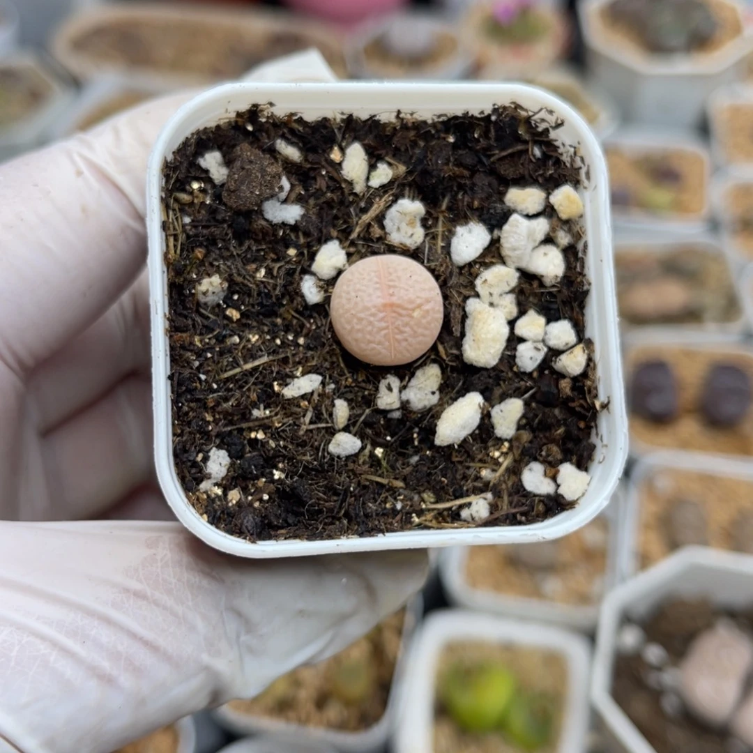 多肉植物一物一拍23