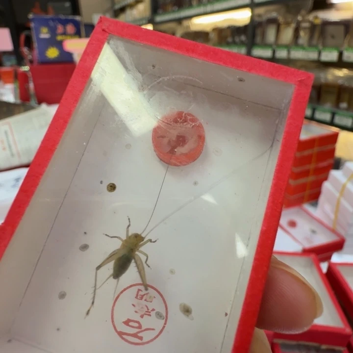 蟋蟀一个过冬石老师中长须