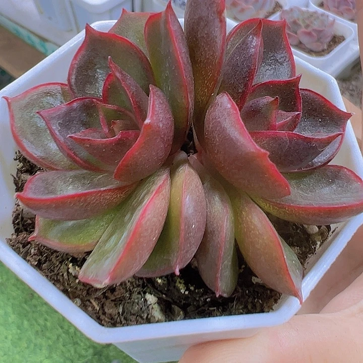双头红灯19包邮多肉植物