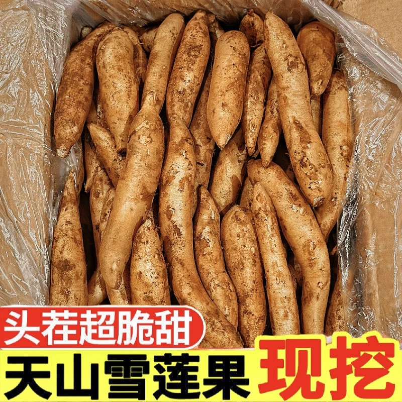 A 云南天山雪莲果新鲜现挖脆甜多汁应季低糖水果