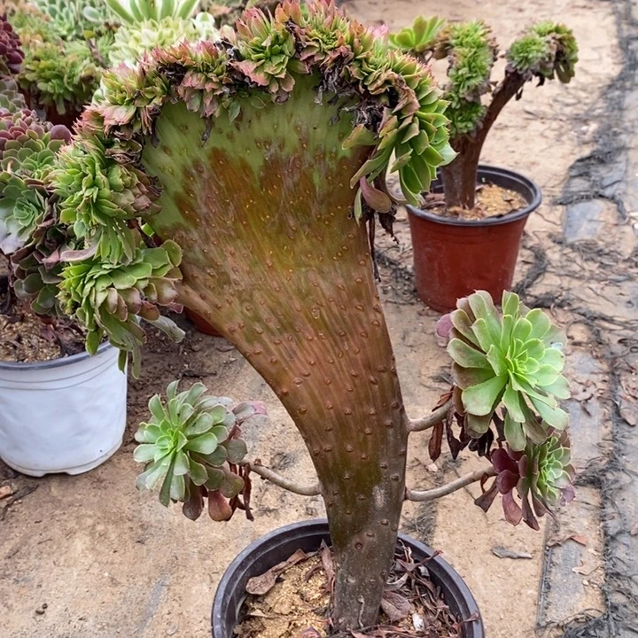 红桐壶缀18多肉植物法师法师