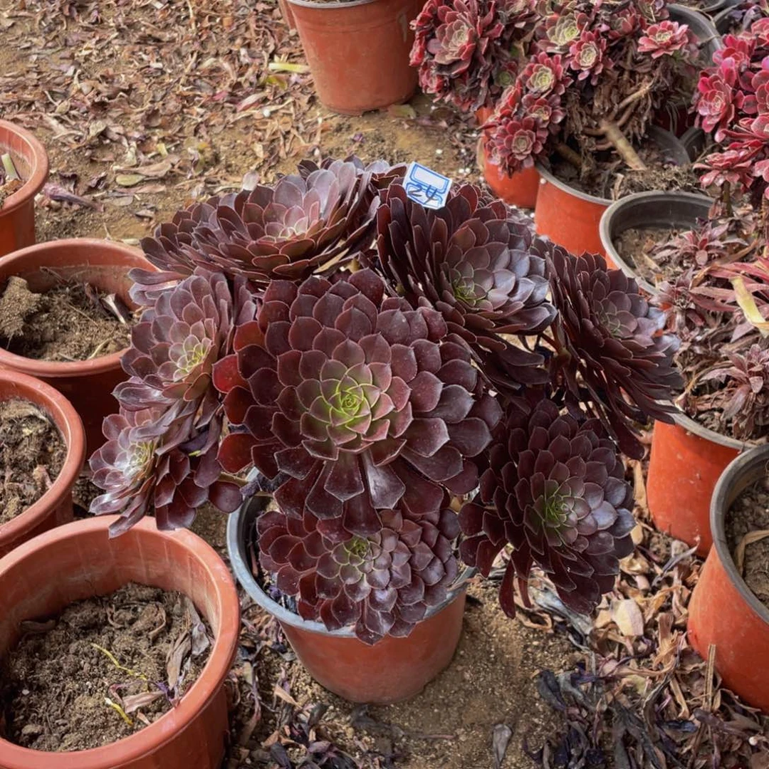 24鲜花老桩黑铜壶不包断枝