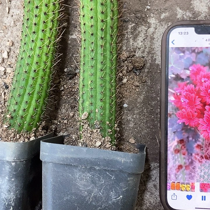 2个彩舞，257890000