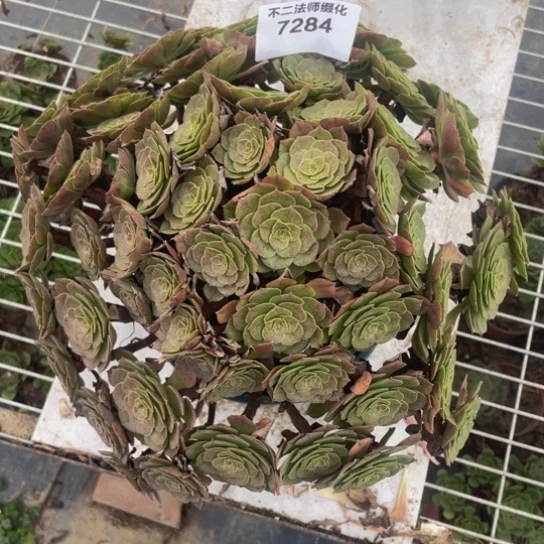 7284，万圣节朵朵瑕疵包邮