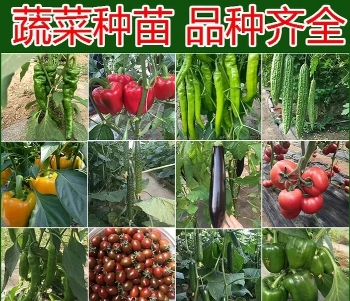 各种辣椒苗大全种植阳台花盆庭院
