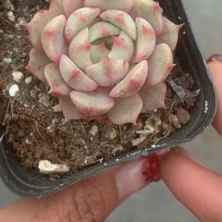 笨巴蒂斯。（满9.99包邮不满9.99发叶子）